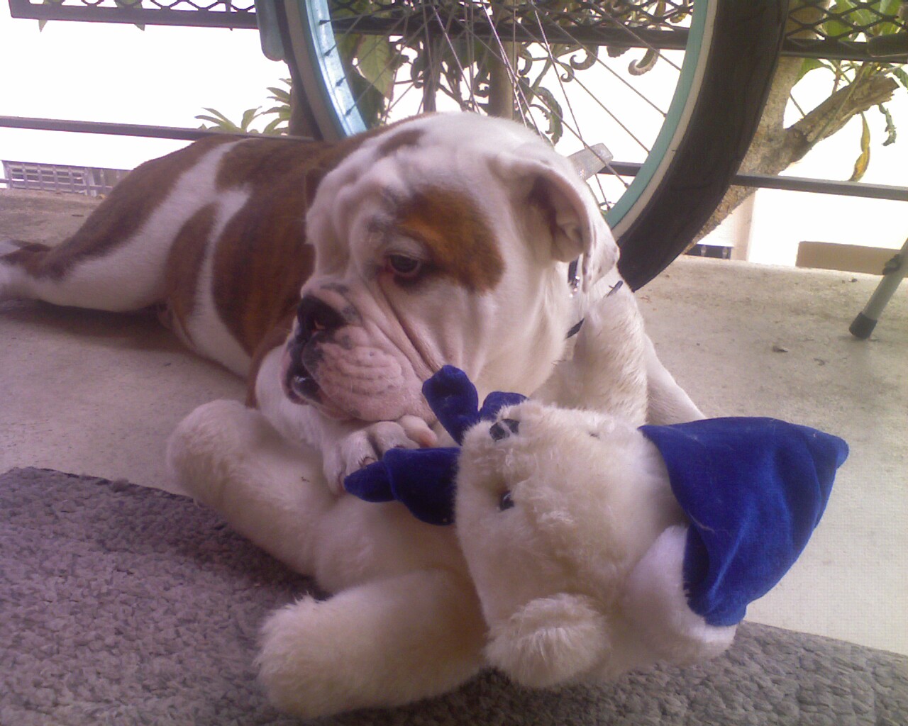 Bogie and his Bear
