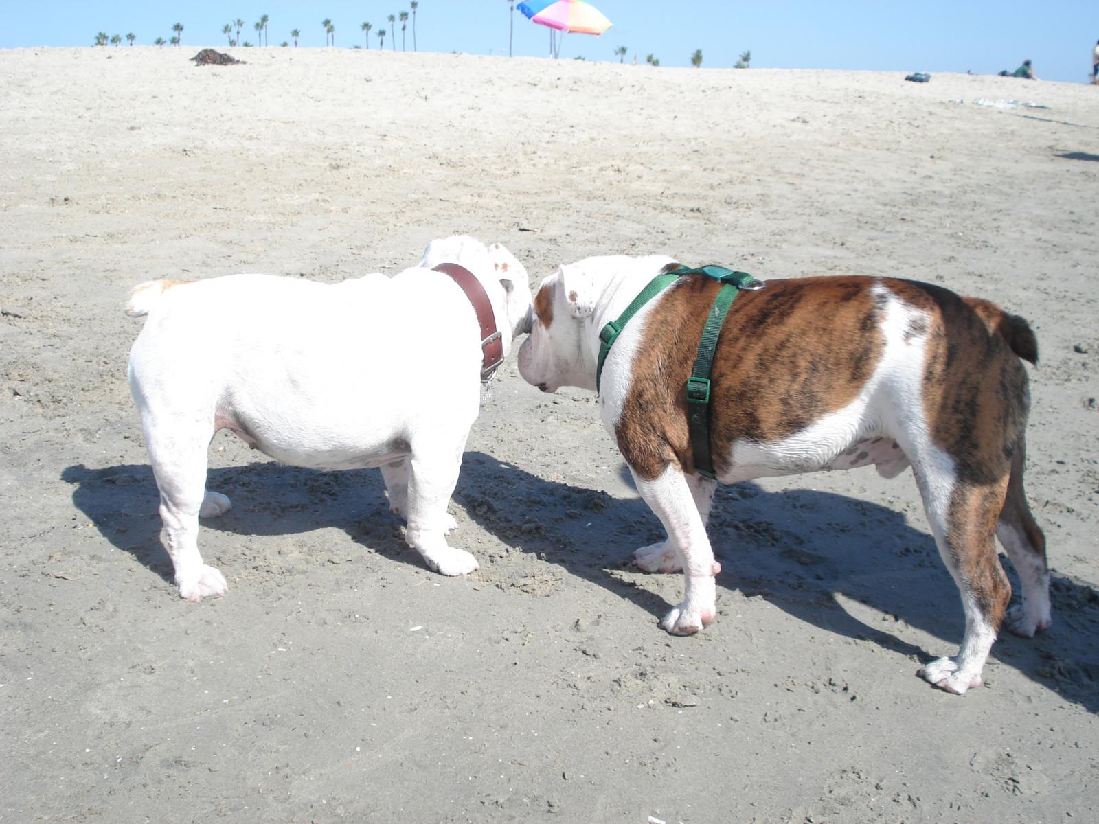 Boy Meets Girl at the Long Beach Dog Beach