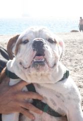 Bogie at the Dog Beach